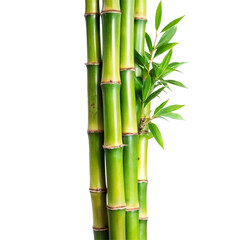 Obraz premium Vibrant Green Bamboo Stalks and Lush Leaves Against a White Background