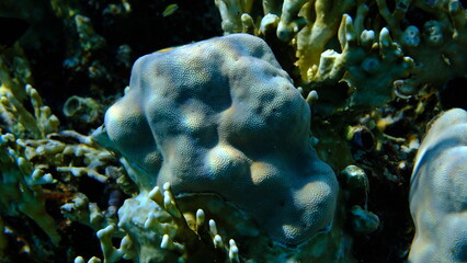 Hump coral (Porites lutea) undersea, Red Sea, Egypt, Sharm El Sheikh, Montazah Bay