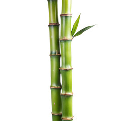 Obraz premium Closeup of Two Lush Green Bamboo Stalks with Vibrant Leaves