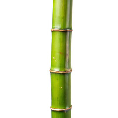 Fototapeta premium A CloseUp View of a Vibrant Green Bamboo Stem Section