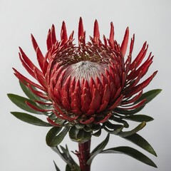 Obraz premium A bold red protea flower centered on a matte white background.