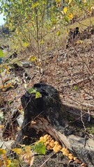 brown mushrooms in the forest, dry leaves nature autumn