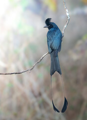 Racket Tailed Drongo 