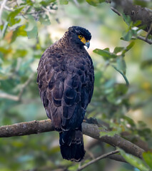 red tailed hawk, Serpent Eagle