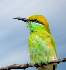 Green Bee eater