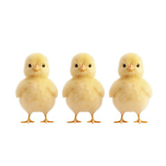 Naklejka premium Three adorable fluffy chicks standing together in a delightful pose., isolated on a transparent background.