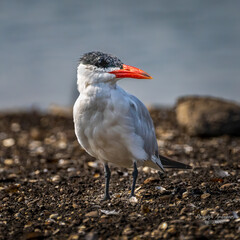 Caspian Tern