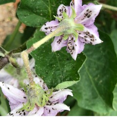 Aphid in egg plant