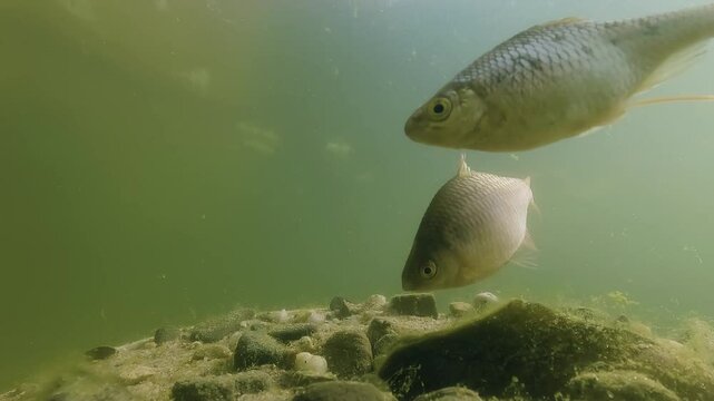 Underwater footage of freshwater fish Bitterling (Rhodeus Amarus) preparing for spawning in a freshwater river. Showcasing the delicate courtship process, highlighting the beauty of aquatic life.