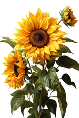 A bright sunflower isolated on white background