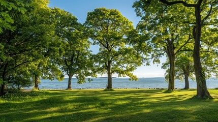 Calm landscape with green trees by the lake under the bright sun. Ideal for advertising tourist destinations, design of websites about nature, illustrations for articles about healthy lifestyle.