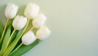 White tulip flowers on a light pastel background, top view, flat lay. Banner with flower bouquet made of tulips on the left and copy space on the right side.