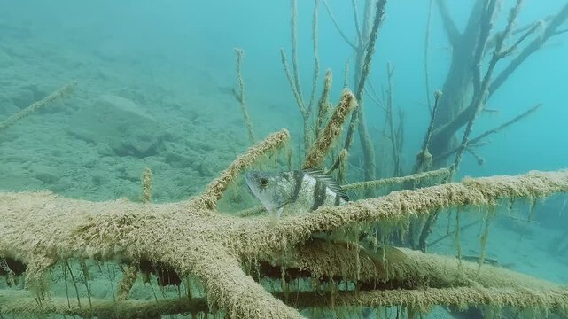 Underwater footage of a European perch (Perca fluviatilis) lying on a sunken tree in crystal clear water, showing its natural behavior and vibrant aquatic environment. A demonstration of freshwater li