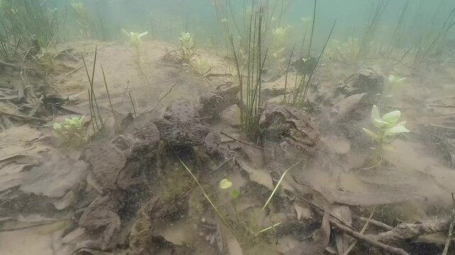Underwater footage of Common toad (Bufo bufo) in Amplex. European toad swimming underwater. Swimming frogs in clean pond habitat. Spring underwater. Clean water