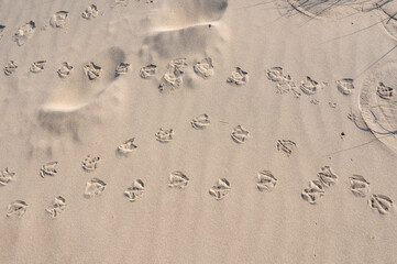 Footprints of  bird  in the sand