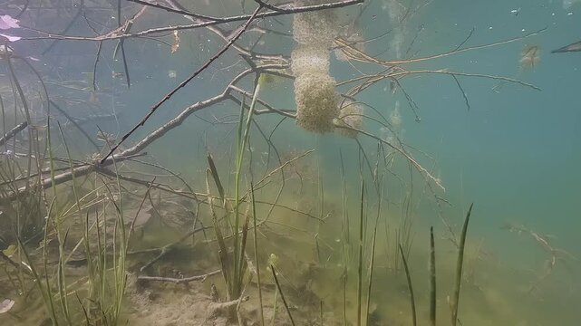 Underwater footage of a clear pond showing frog eggs. The clear water reveals abundant aquatic life and captures the early stages of amphibian development in nature