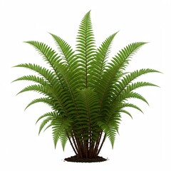Green Lady Fern Bush Isolated on White Background