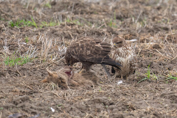 Common buzzard standing on fox carcass and eating it's meat
