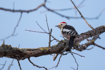 Middle spotted woodpecker perched on a branch