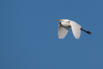 Great egret flying in the sky with its beak open