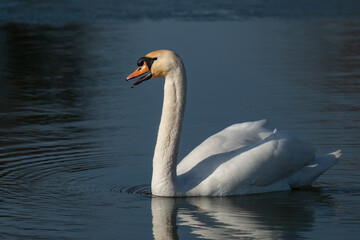 Mute swan swims in the water with its beak open