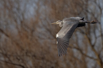 Grey heron flying low above the trees