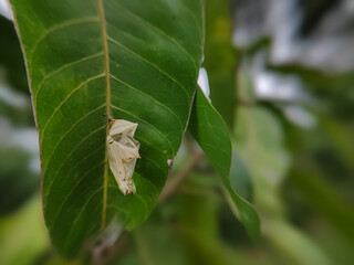 empty cocoon shell on a mango leaf that has become a butterfly