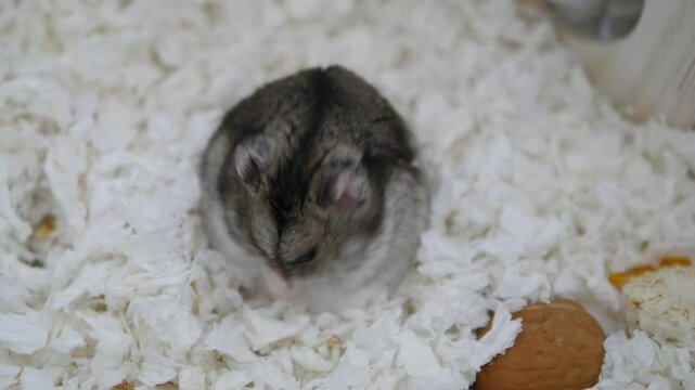 Adorable Dwarf Hamster Nestled in Soft White Bedding with Snacks Nearby, Showcasing a Cozy and Comfortable Habitat for the Tiny Rodent in a Safe and Nurturing Environment