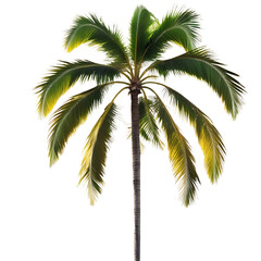 palm tree isolated on white