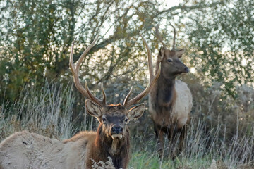 Regal Elk Bull Golden hour Autumn Glory Rut Pennsylvania Benezette