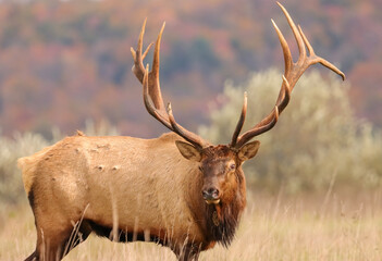 Regal Elk Bull Golden hour Autumn Glory Rut Pennsylvania Benezette