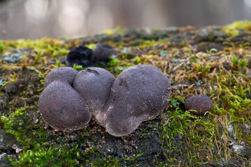 Daldinia concentrica mushroom on the wood. Known as Cramp balls or King Alfred's Cakes. Wild dark mushrooms in deciduous forest.