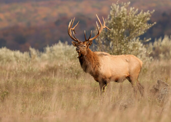 Obraz premium Regal Elk Bull Golden hour Autumn Glory Rut Pennsylvania Benezette