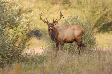 Regal Powerful Elk Bull Rut Bugle Haunting Flehmen Response 