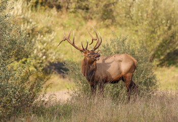 Obraz premium Regal Powerful Elk Bull Rut Bugle Haunting Flehmen Response 
