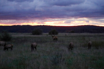 Magnificent Sunrise Sunset Elk Rut Action Golden Hour 
