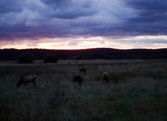 Fototapeta premium Magnificent Sunrise Sunset Elk Rut Action Golden Hour 