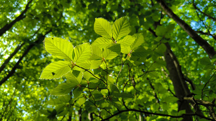 American beech trees, Fagus grandifolia, growing in the forest