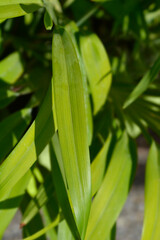 Flax lily leaves