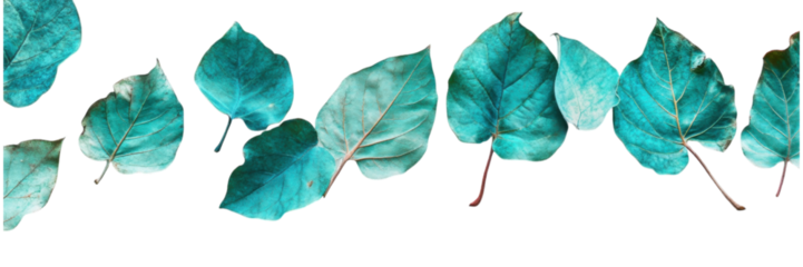 Turquoise Leaves on White Canvas, vibrant turquoise foliage against a clean white backdrop, creating a fresh and modern aesthetic.