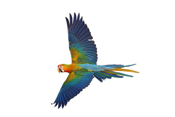 Colorful flying Camelot Macaw parrot isolated on transparent background png file
