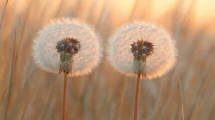 Sunset Dandelions Field Seeds Wishes