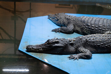 Two resting alligators on blue platform in aquarium habitat