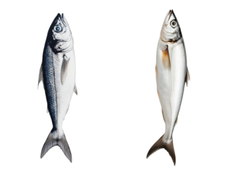 Set of a Beautiful sardine fish, isolated on transparent background. 