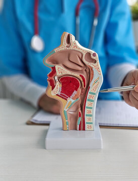 Education in the anatomy of ENT organs. The doctor explains the anatomy of the mucous membrane of the nose and throat