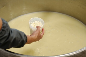 Hand holding container of cheese culture and adding contents to large vat of milk during...