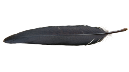 Black feather with transparent PNG background