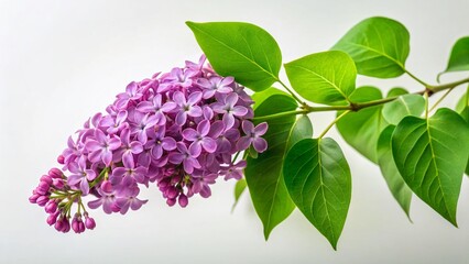Minimalist Purple Lilac Branch with Green Leaves - Spring Floral Photography