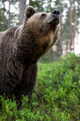 Obraz premium Brown bear portrait, bottom up view