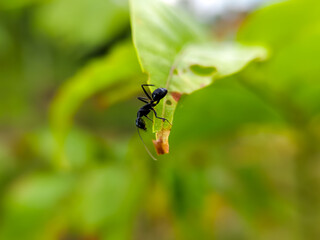 black ants on leaves (Camponotus japonicus)